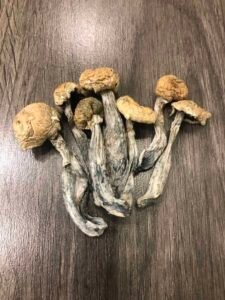 Where to Buy the Best Mushrooms in the UK: A Complete Guide