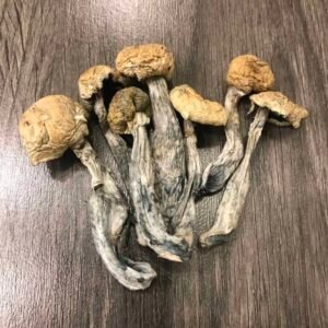 Where to Buy the Best Mushrooms in the UK: A Complete Guide