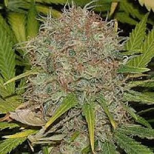 How to Safely and Legally Purchase Marijuana in the UK