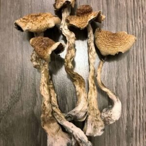 B+ Psilocybin Magic Mushrooms UK