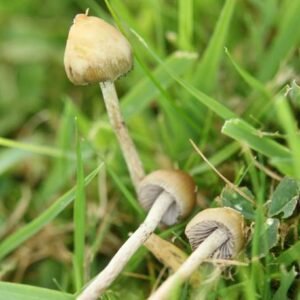 Where to Buy Magic Mushrooms Online In the United kingdom