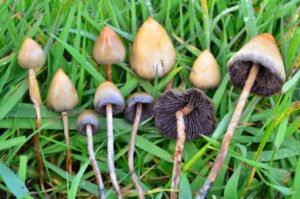 Where to Buy Liberty caps mushroom online in UK