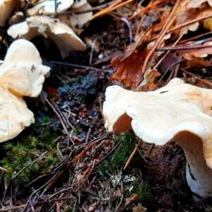Buy Hedgehog Mushrooms online London UK