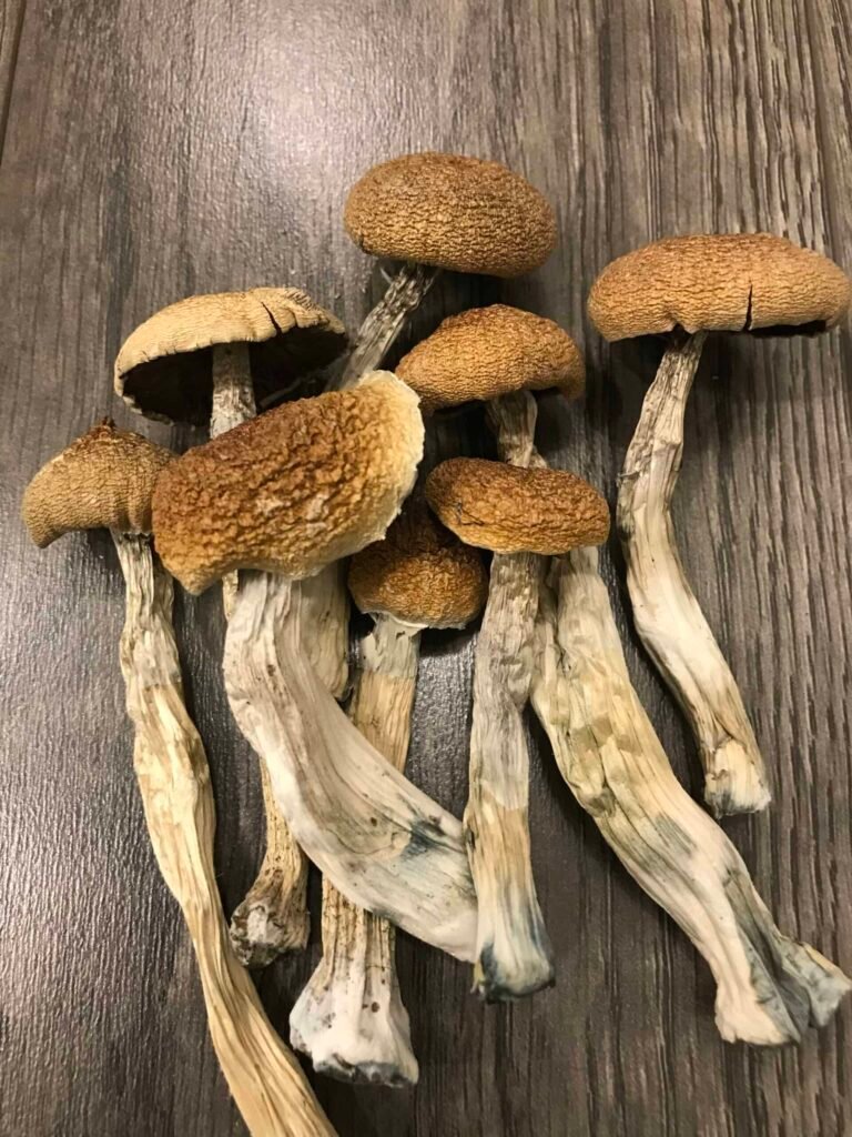 Where to Find Reliable Psychedelic Mushroom Vendors Locally and Online