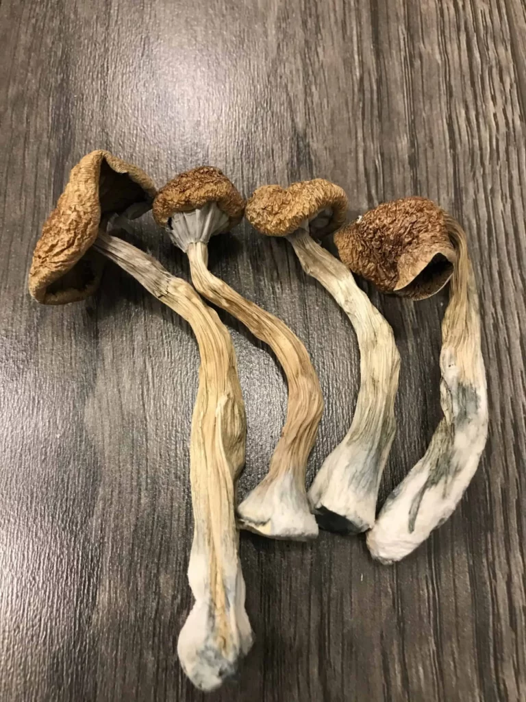 Legal Considerations When Ordering Dried Magic Mushrooms UK-Wide