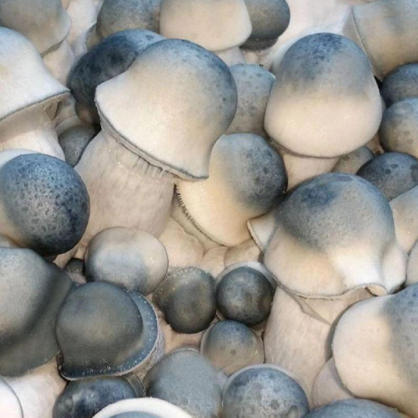 Mind-Altering Magic: Understanding Magic Mushrooms, Psilocybin and Psychedelic Experiences