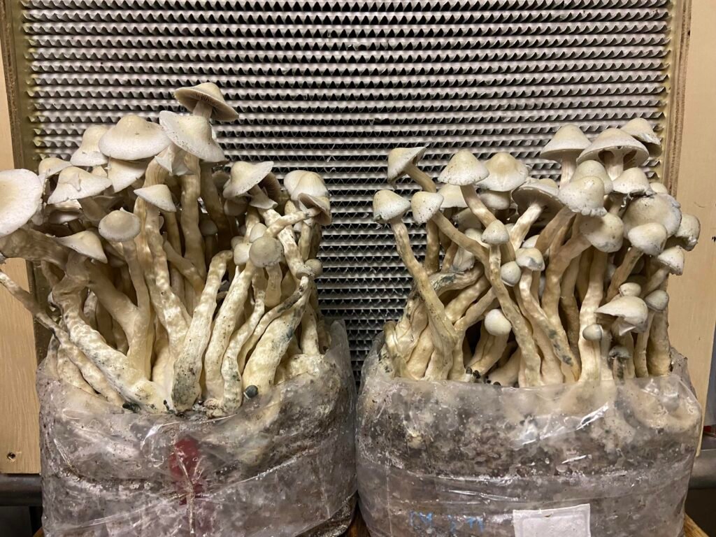 Explore Consciousness: Buy Psychedelics Easily from UK Websites Today