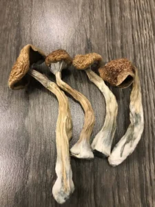 Your Guide to Sourcing Rare Dried Magic Mushrooms in the UK!