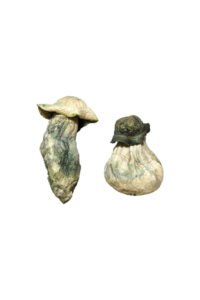 Experience a New High: Shop Magic Mushrooms Across Britain!