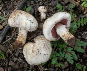 How to Legally Buy Dried Magic Mushrooms in the UK
